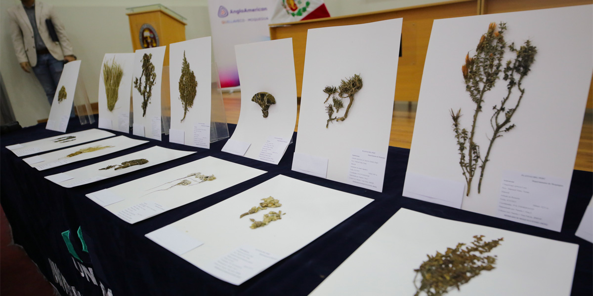 Entregamos segunda colección científica de flora silvestre moqueguana