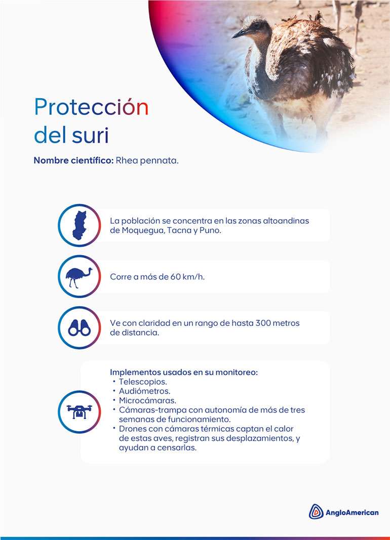 Proteccion del suri