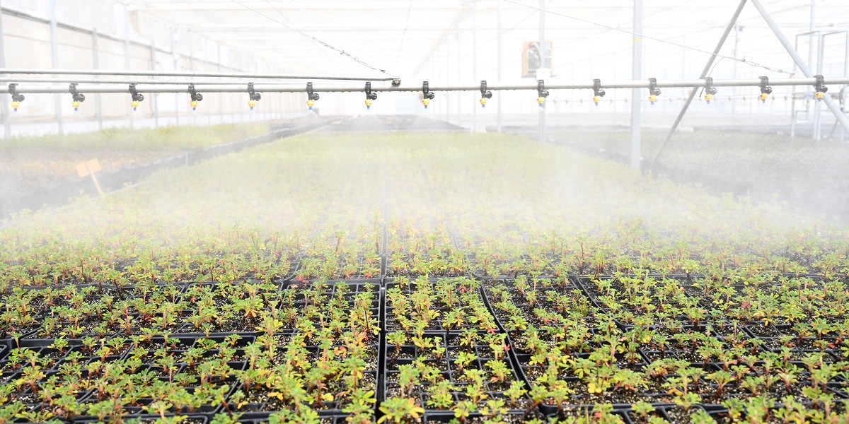 Invernadero automatizado tecnologia clave para proteger la quenua