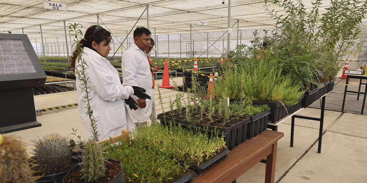 Anglo American Perú