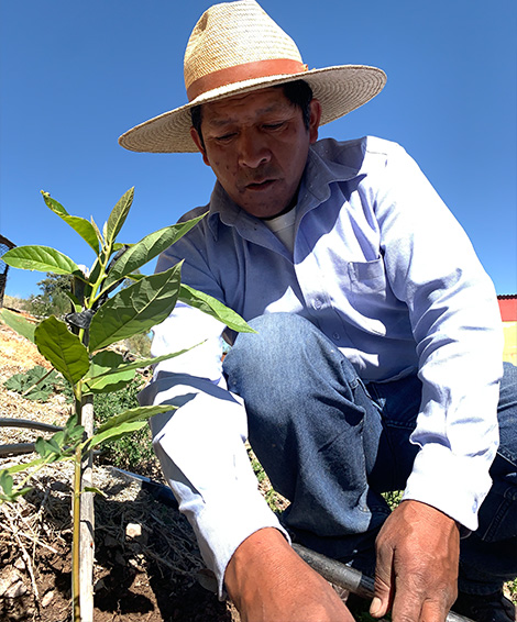 Farmer