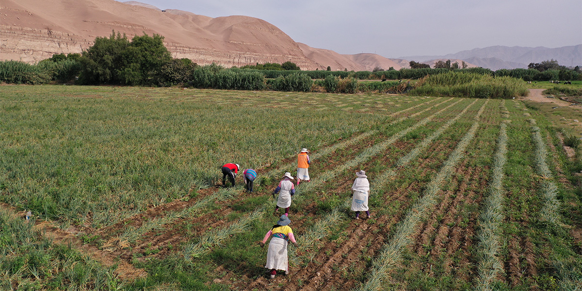 Farming field