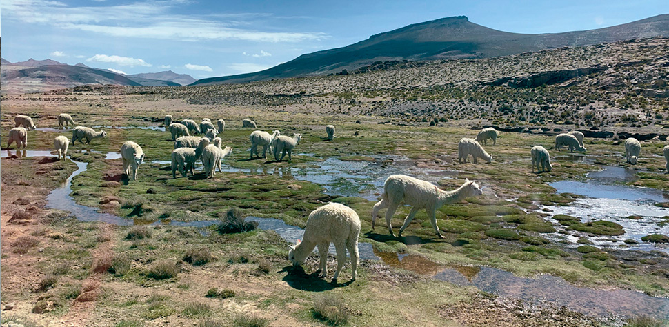 En Quellaveco tenemos un equipo de Biodiversidad que protege a las 48 especies de fauna que habitan en nuestra zona de influencia.