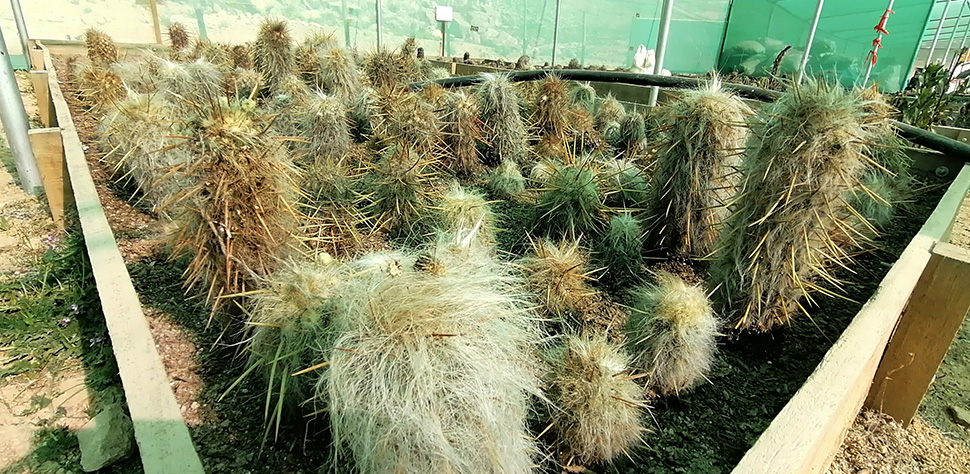 En Quellaveco trabajamos en base a un impacto positivo neutro. En nuestro vivero, realizamos la propagación de especies de flora encontradas en nuestro frente de trabajo.