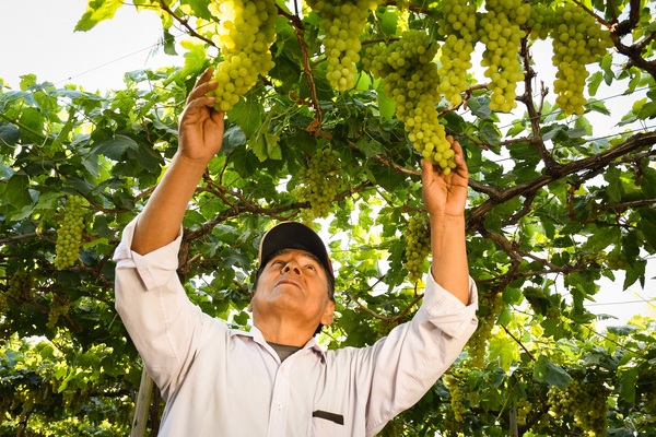 Grapes