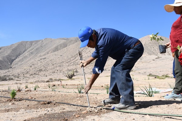 Planting
