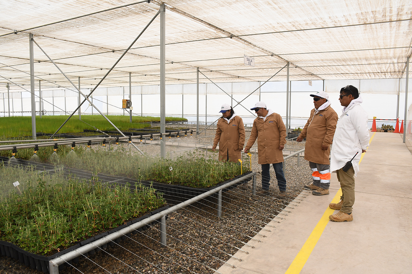 foto-2-los-plantones-de-queua-se-cultivan-en-el-invernadero-inteligente-de-quellaveco