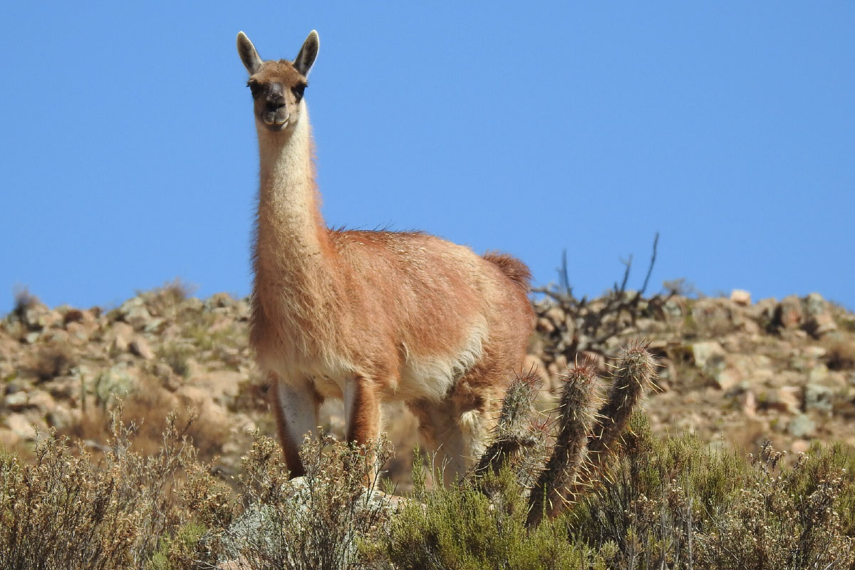 Nuestro plan de gestión de flora y fauna