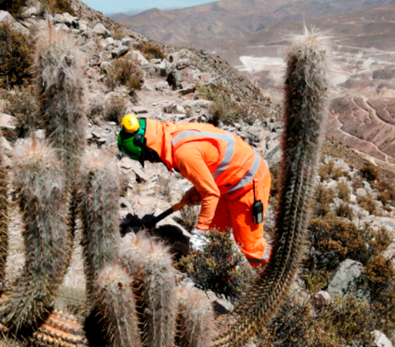 Algunas de las especies de flora que protegemos son
