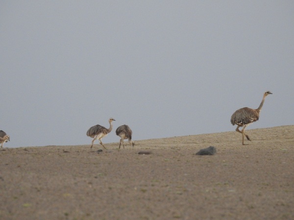 Ostrich