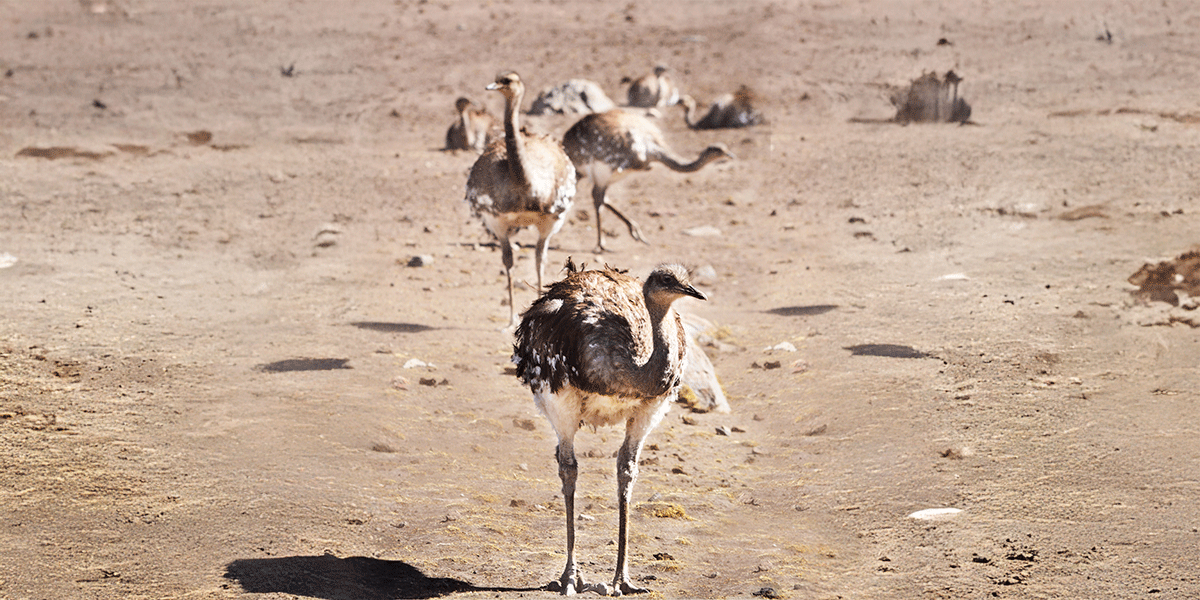 Anglo American Perú